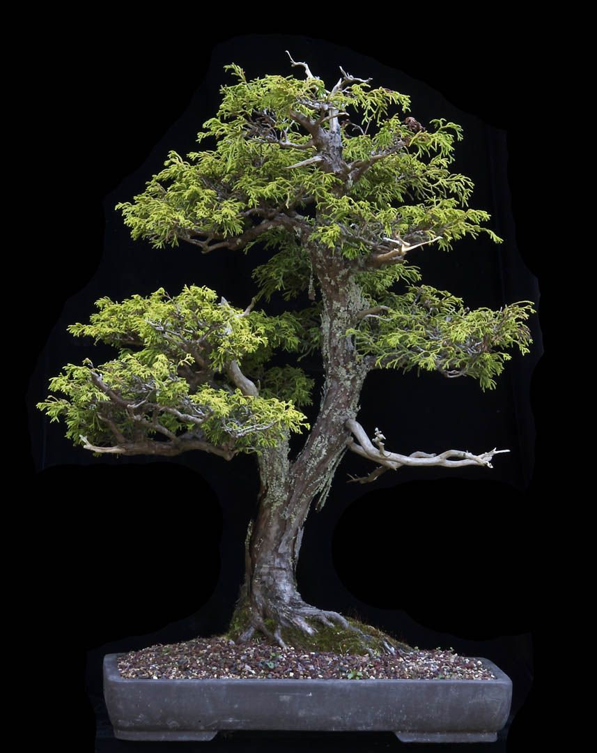 Threadbranch False Cypress - Now In the Elandan Gardens Collection