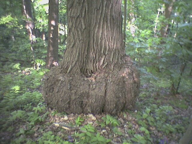 Tree with beer gut?