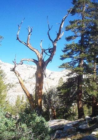 Trees in nature, Sierra Nevada Mountains