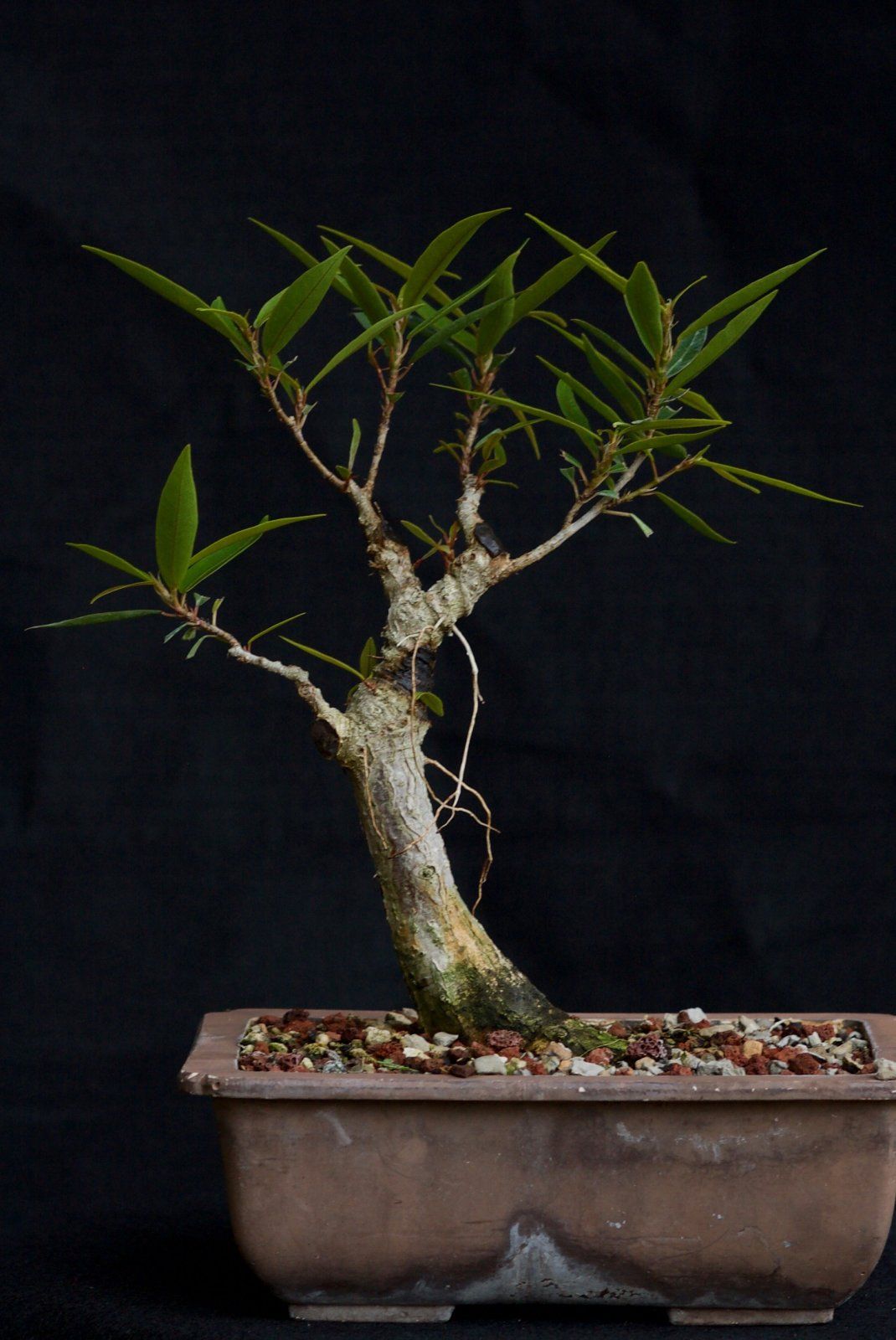 Willow Leaf Ficus